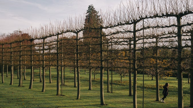 A young visitor runs past the espaliered trees in the garden at Erddig, Wales, in winter.